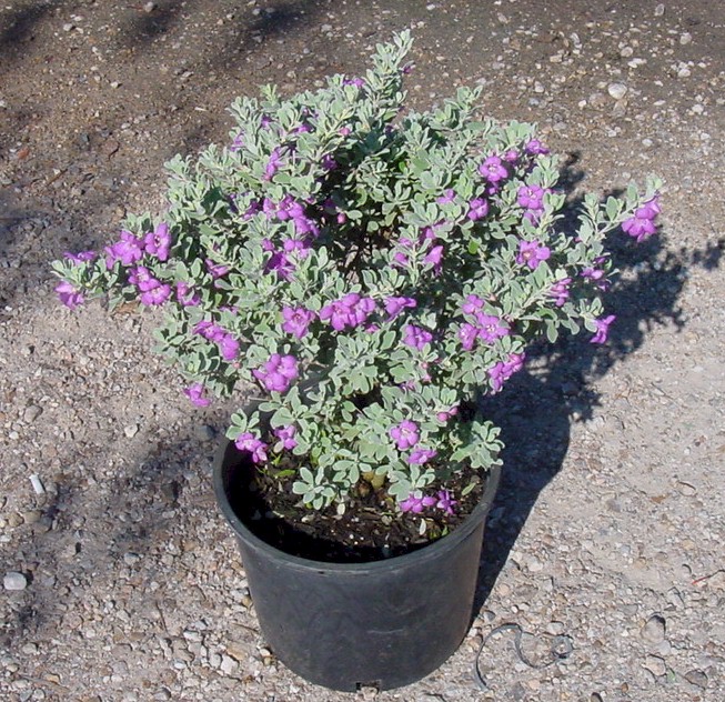 sage texas care plants landscaping